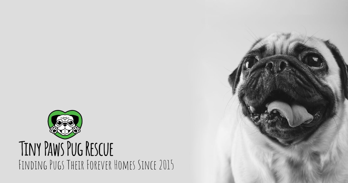 Pug sales rescue center